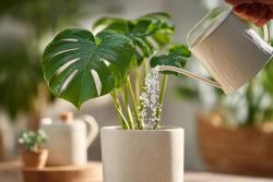 龜背竹的養(yǎng)殖方法和注意事項(xiàng)